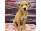 Adopt Eclipse a American Staffordshire Terrier