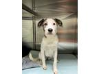 Adopt Alice - Adoptable a Terrier, Mixed Breed