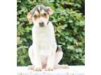 Adopt Holstein a Mixed Breed