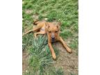 Adopt Persephone a Mixed Breed
