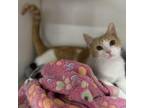 Adopt Trouble a Domestic Short Hair