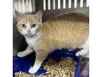 Adopt Double a Domestic Short Hair