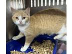 Adopt Double a Domestic Short Hair