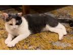 Adopt Bernadette a Domestic Short Hair