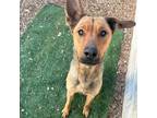 Adopt Zendaya a Rhodesian Ridgeback