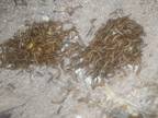 Live Mealworms