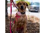 Adopt Myrtle a Brown/Chocolate - with Black Labrador Retriever / Mixed dog in