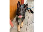 Adopt Saydee a Black - with Tan, Yellow or Fawn German Shepherd Dog / Mixed dog