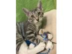 Adopt Strudel a Gray or Blue Domestic Shorthair / Mixed (short coat) cat in