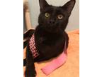 Adopt Sparkles a All Black Domestic Shorthair / Mixed (short coat) cat in