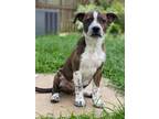 Adopt Boulder a Australian Cattle Dog / Mixed Breed (Medium) / Mixed dog in