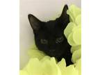 Adopt Toothless a All Black Domestic Shorthair / Mixed (short coat) cat in