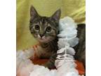 Adopt Rosie a Domestic Shorthair / Mixed (short coat) cat in Columbus