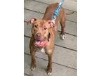 Adopt XP Rufi - Union City, NJ a Brown/Chocolate Pit Bull Terrier / Mixed dog in