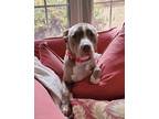 Adopt Reggie Lizman a American Staffordshire Terrier / Mixed dog in Rockaway