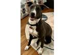 Adopt Elma Lonestar a Shepherd (Unknown Type) / Pit Bull Terrier / Mixed dog in