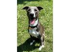 Adopt Elma Lonestar a Labrador Retriever / Border Collie / Mixed dog in