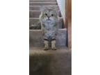 Adopt Belle C a Brown Tabby Domestic Shorthair / Mixed (short coat) cat in