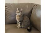 Adopt Bunny a Brown Tabby Domestic Shorthair / Mixed (short coat) cat in