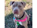 Adopt Payton a Pit Bull Terrier, American Staffordshire Terrier