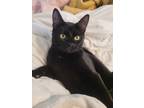 Adopt Fafnir a All Black American Shorthair / Mixed (short coat) cat in Decatur