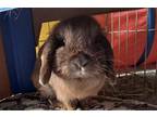 Adopt Gabby a Cinnamon Mini Lop / Mixed (short coat) rabbit in Aurora