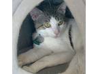 Adopt Zoom a Domestic Shorthair / Mixed cat in Port Washington, NY (38726071)