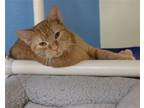 Adopt Stella a Orange or Red Domestic Shorthair / Mixed (short coat) cat in