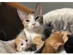 Adopt Juliet a Tortoiseshell Domestic Shorthair / Mixed (short coat) cat in