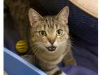 Adopt Deandra a Brown Tabby Domestic Shorthair / Mixed (short coat) cat in