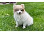 Pomeranian Puppy for sale in Fort Wayne, IN, USA