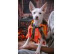 Adopt Marine a White Shepherd (Unknown Type) / Golden Retriever / Mixed dog in