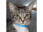 Adopt Toby - Center Foster Home a Domestic Shorthair / Mixed (short coat) cat in