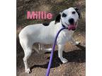 Adopt Millie aka Posey (Classic inn#2) a Pointer, Mixed Breed