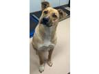 Adopt Erza a Mixed Breed