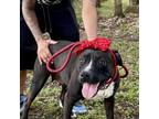 Adopt PETUNIA a Black Labrador Retriever, American Staffordshire Terrier