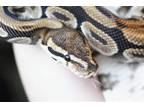 Adopt Remy a Snake reptile, amphibian, and/or fish in Burlingame, CA (38850305)