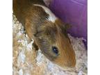 Adopt Arlo a Multi Guinea Pig (short coat) small animal in Burlingame