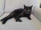 Adopt Phineas a Domestic Shorthair / Mixed (short coat) cat in Brainardsville