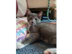 Adopt Buzz Lightyear a Domestic Shorthair / Mixed (short coat) cat in