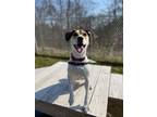 Adopt Stevie a Mixed Breed (Medium) / Mixed dog in Hyde Park, NY (38764886)