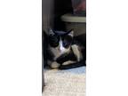 Adopt Rocket a Black & White or Tuxedo Domestic Shorthair / Mixed (short coat)