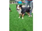 Adopt Dozer a Brown/Chocolate - with White Australian Shepherd / Collie / Mixed