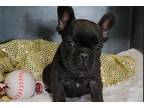 French Bulldog Puppy for sale in Bloomington, IN, USA