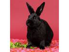 Adopt Emerald a Black American / Mixed rabbit in Oakland, CA (38623798)