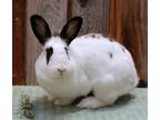 Adopt Wednesday a White American / Mixed rabbit in Oakland, CA (38826446)