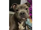 Adopt Mary a Mixed Breed