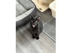 Adopt Noir a Domestic Short Hair