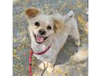 Adopt Camelo a Pomeranian / Mixed dog in Oakland, CA (38791296)