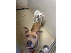 Adopt 2307-1556+1559 Dream+Azul a Pit Bull Terrier / Boxer / Mixed dog in